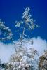 snow covered trees, Ice, Cold, Chill, Chilled, Chilly, Frosty, Frozen, Icy, Snowy, Winter, Wintry, NPNV03P03_15.1266