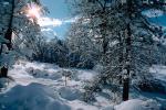 snow covered trees, Ice, Cold, Chill, Chilled, Chilly, Frosty, Frozen, Icy, Snowy, Winter, Wintry, NPNV03P03_19.1266