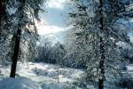snow covered trees, Ice, Cold, Chill, Chilled, Chilly, Frosty, Frozen, Icy, Snowy, Winter, Wintry, NPNV03P04_01
