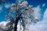 snow covered trees, Ice, Cold, Chill, Chilled, Chilly, Frosty, Frozen, Icy, Snowy, Winter, Wintry, NPNV03P04_02.1266