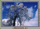 snow covered trees, Ice, Cold, Chill, Chilled, Chilly, Frosty, Frozen, Icy, Snowy, Winter, Wintry, NPNV03P04_02