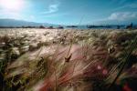 wheat grass, NPNV03P05_14.1266