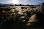 wheat grass, tufa towers, NPNV03P08_01
