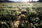 wheat grass, tufa towers, NPNV03P08_14