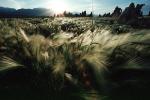 wheat grass, NPNV03P10_10