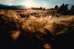 wheat grass, tufa towers, NPNV03P10_11.1266