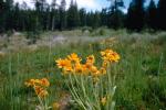 Daisy Flower Fields, Sierra-Nevada mountains, NPNV04P06_14.1267