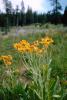 Daisy Flower Fields, Sierra-Nevada mountains, NPNV04P06_15.1267