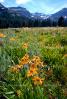 Daisy Flower Fields, Sierra-Nevada mountains, NPNV04P07_05.0912