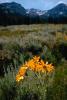 Daisy Flower Fields, Sierra-Nevada mountains