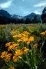 Daisy Flower Fields, Sierra-Nevada mountains, NPNV04P07_07.1267