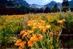 Daisy Flower Fields, Sierra-Nevada mountains, NPNV04P07_08.0912
