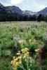 Daisy Flower Fields, Sierra-Nevada mountains