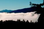 Mountains, forest, foggy, early morning fog, southern Humboldt County, NPNV04P14_03.1268