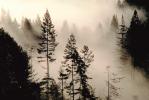 Forest, Foggy, early morning fog, southern Humboldt County, NPNV04P14_05.1268
