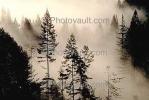 forest, foggy, early morning fog, southern Humboldt County, NPNV04P14_05