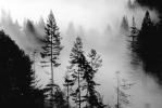 forest, foggy, early morning fog, southern Humboldt County, NPNV04P14_05BW