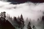 forest, foggy, early morning fog, southern Humboldt County, NPNV04P14_06
