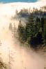 forest, foggy, early morning fog, southern Humboldt County, NPNV04P14_07.1268