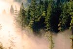 forest, foggy, early morning fog, southern Humboldt County, NPNV04P14_10.1268