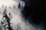 forest, foggy, early morning fog, southern Humboldt County, NPNV04P14_11