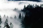forest, foggy, early morning fog, southern Humboldt County, NPNV04P14_12