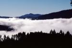 forest, foggy, early morning fog, southern Humboldt County, NPNV04P14_14