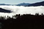 Mountains, forest, foggy, early morning fog, southern Humboldt County, NPNV04P14_15