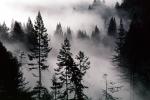 forest, foggy, early morning fog, Mountains, southern Humboldt County, NPNV04P14_16