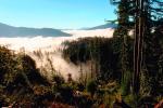 forest, foggy, early morning fog, southern Humboldt County, NPNV04P14_17.1268