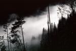 forest, foggy, early morning fog, southern Humboldt County, NPNV04P14_19