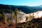 forest, foggy, valley, early morning fog, southern Humboldt County, NPNV04P15_03.1268