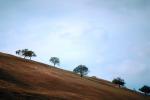 hill, trees