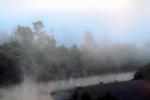 steamy fog, river, trees