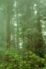 Fog, foggy Redwood Forest, NPNV05P05_09.1268