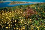 River, Yellow Flower Fields, coast, shoreline, shore, coastline, coastal, Sonoma County, NPNV05P07_03.1268