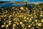 River, Yellow Flower Fields, coast, shoreline, shore, coastline, coastal, Sonoma County, NPNV05P07_04.1268