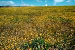 Yellow Flower Fields, Marin County, California, NPNV05P07_05.1268