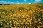Yellow Flower Fields, Marin County, California, NPNV05P07_06.1268