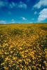 Yellow Flower Fields, Marin County, California, NPNV05P07_07.1268