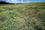 Yellow Flower Fields, Marin County, California, NPNV05P07_08