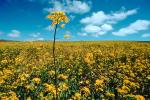 Yellow Flower Fields, Lone Flower, stem, Marin County, California, NPNV05P07_09.1268