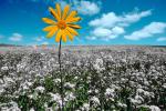 Daisy in a Flower Field, NPNV05P07_09B
