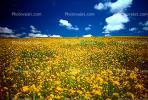 Yellow Flower Fields, Marin County, California, NPNV05P07_11.0912