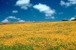 Yellow Flower Fields, Marin County, California, NPNV05P07_16.1269