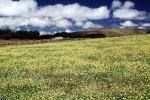 Marin County, California, Yellow Flowers, NPNV05P07_17