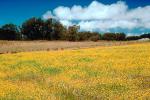 Marin County, California, Yellow Flower Fields, NPNV05P07_18.1269