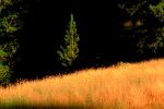 Tree, golden grass, NPNV05P08_19.1269