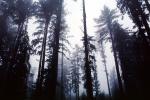Fog, foggy Redwood Forest, Occidental, Sonoma County, NPNV05P10_03