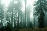 Fog, foggy Redwood Forest, NPNV05P10_04